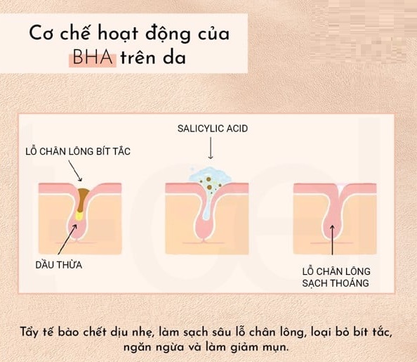 Cơ chế hoạt động của BHA đối với làn da
