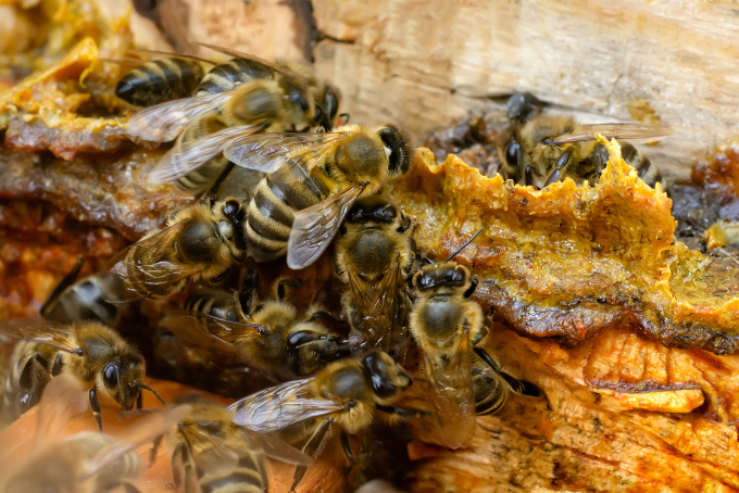 Tổ hợp keo ong bản quyền Xanh - Đen - Đỏ: Dưỡng sáng, phục hồi và trẻ hóa làn da