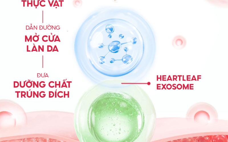 cream-exosome-3