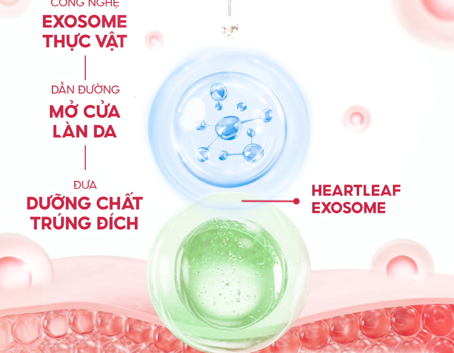 cream-exosome-3 cream-exosome-3