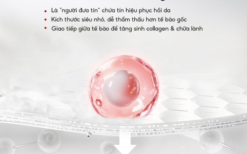 CNL copy 3